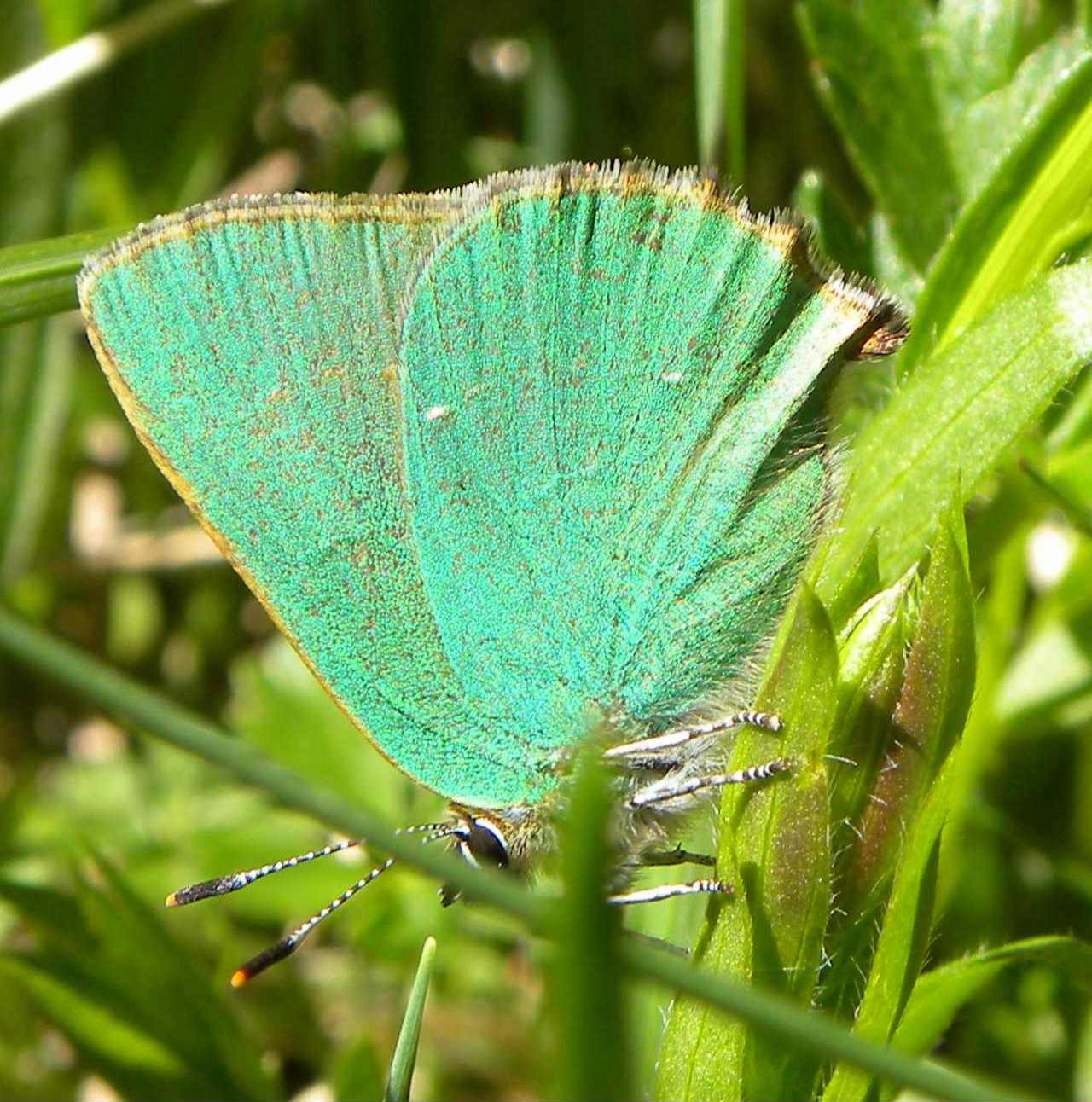 farfalla da identificare - Callophrys rubi